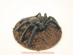 Large Black Spider Monster Miniature M144 Horror Fantasy Painted